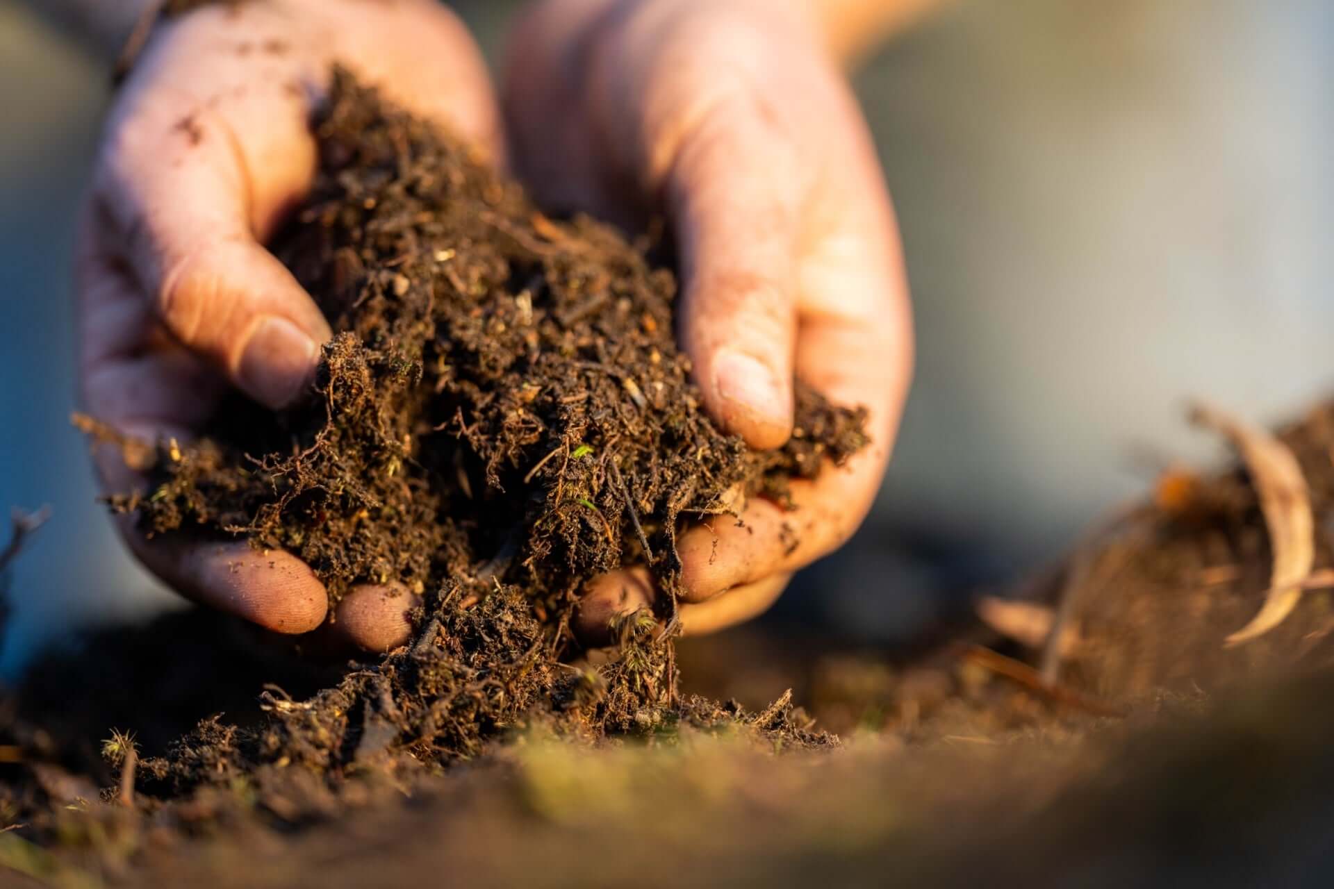 Boost Your Garden’s Health: The Power of Soil Microbiome