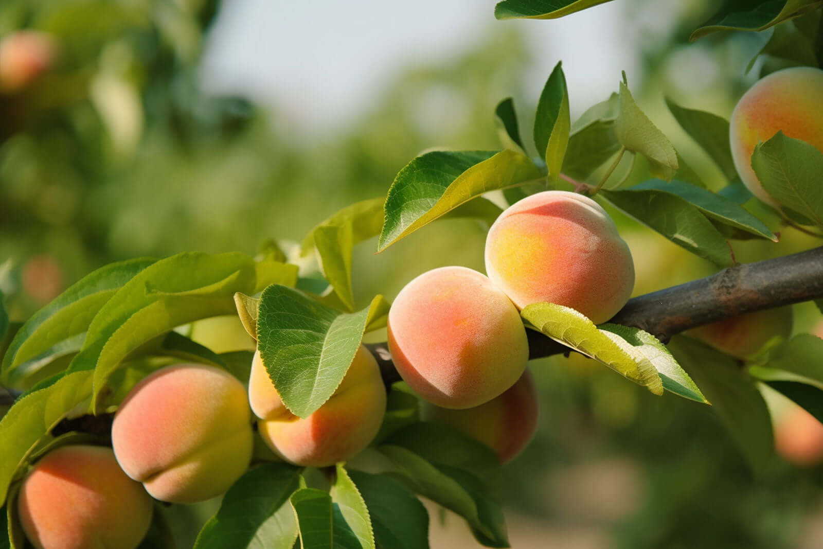 Ripe blushed peaches hanging on tree branch in planting guide