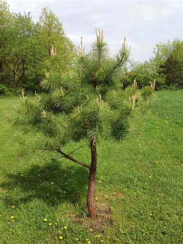 Young pitch pine tree with vibrant green needles in grassy field