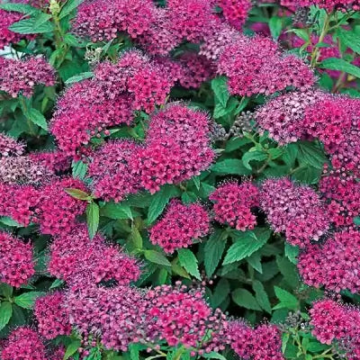Vibrant magenta Spiraea japonica flower clusters with fuzzy petals and green foliage