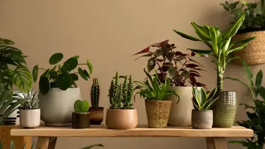 Tips For Protecting Houseplants For The Cool Season - TN Nursery