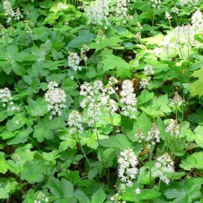 The Benefits In Gardening With Perennials - TN Nursery