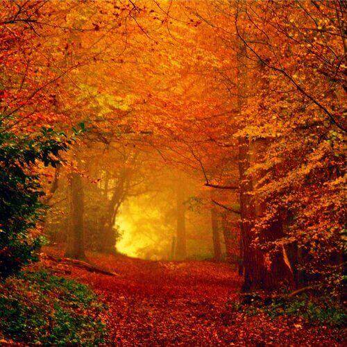 Most Vibrant Colored Trees for Fall - TN Nursery