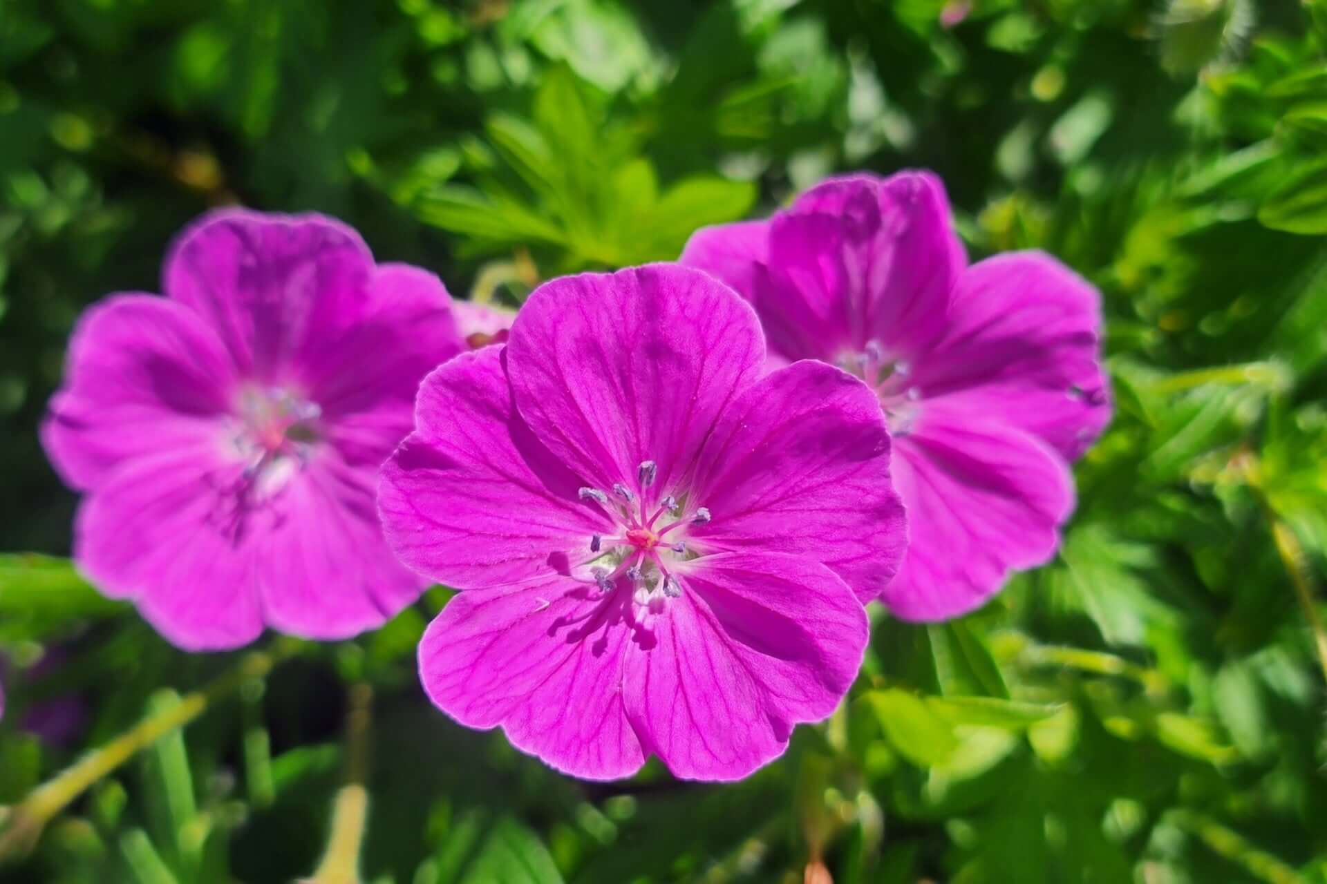 Thriving Beauties for Mild Winter Climates