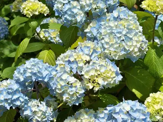 Hydrangea's Colors | Information - TN Nursery