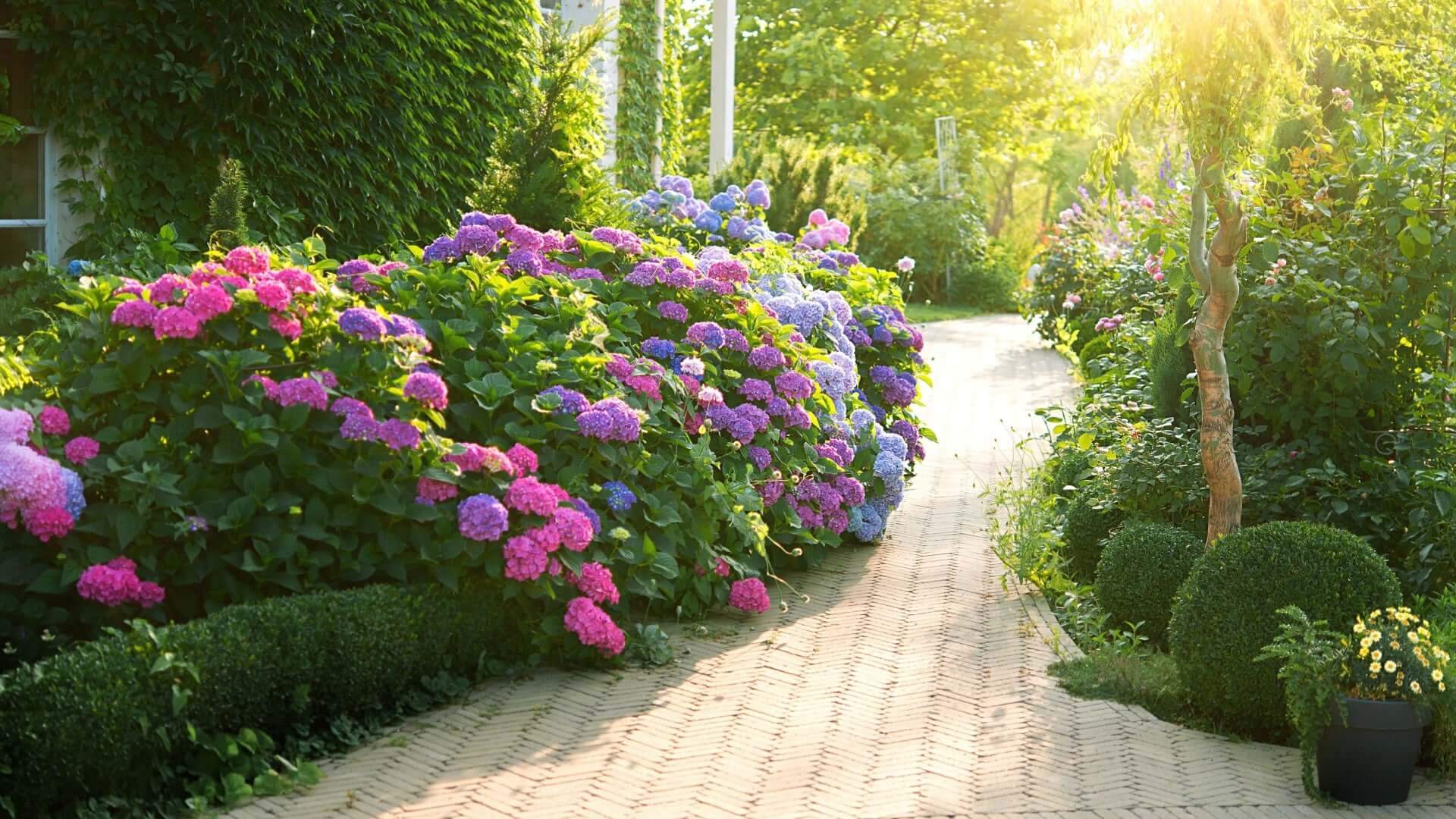 Vibrant hydrangea bush with pink, purple, blue blooms for pollinator gardens