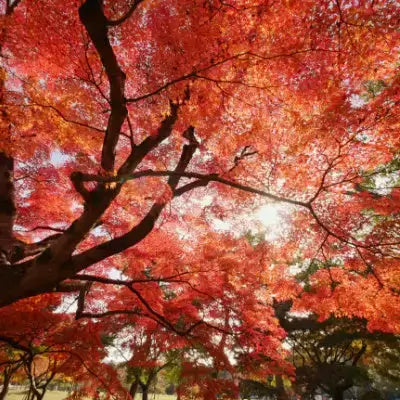 Blaze Red Maple tree with vibrant red and orange autumn leaves against bright sky