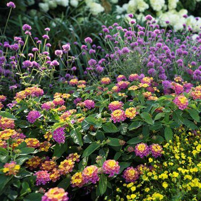 Vibrant shade-loving lantana flowers in purple, pink, yellow, orange all summer