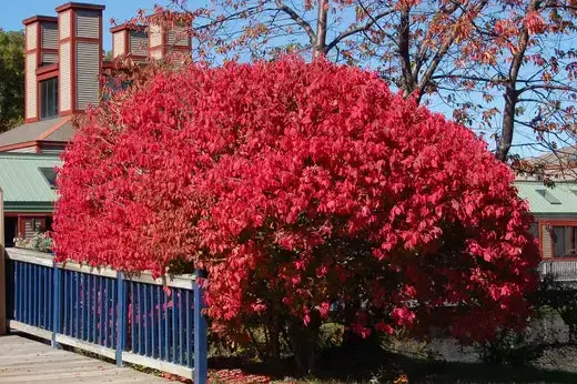 Vibrant burning bush shrub with brilliant red foliage in fiery display