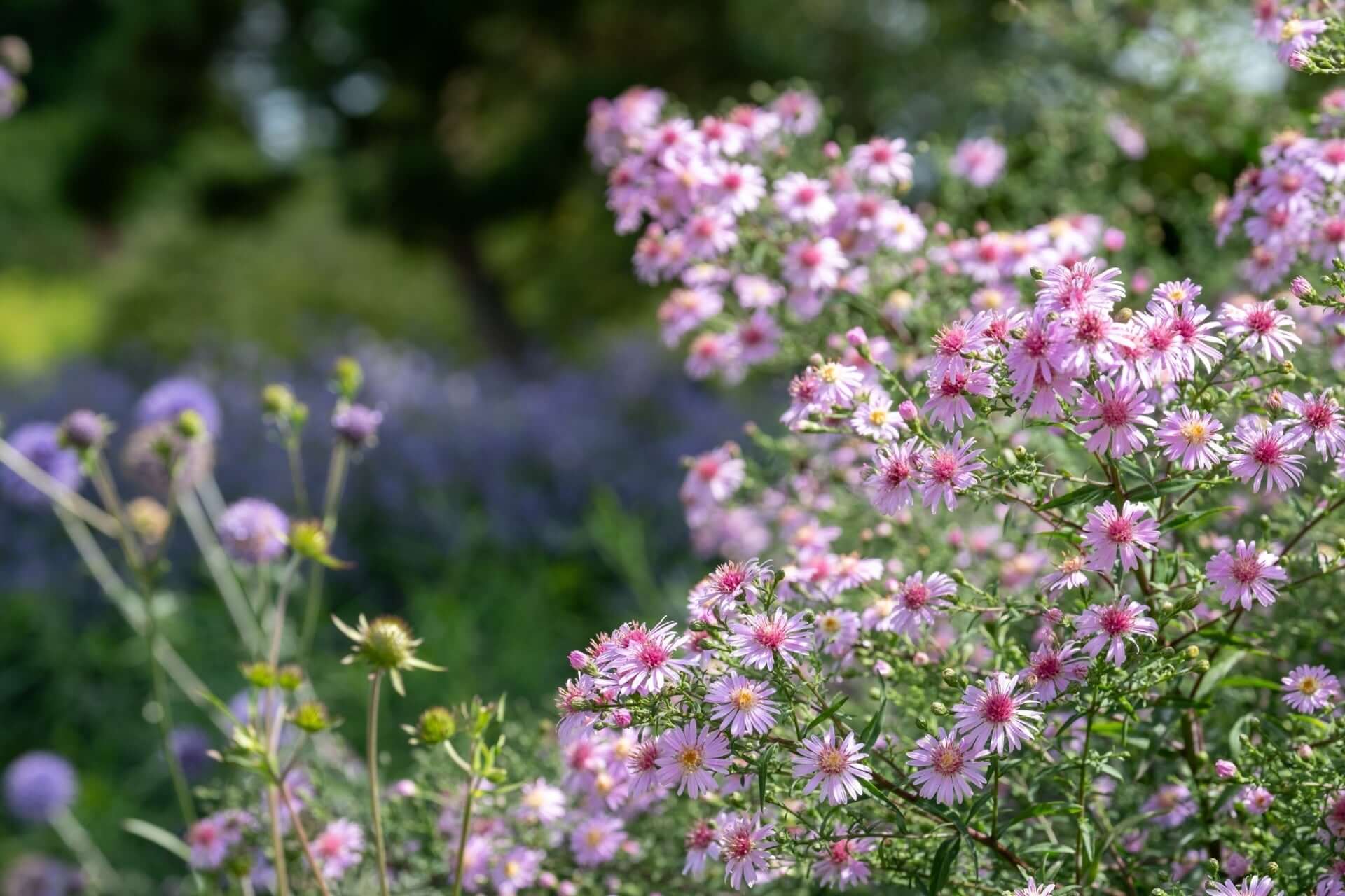 The New Perennial Movement: A Modern Garden Guide