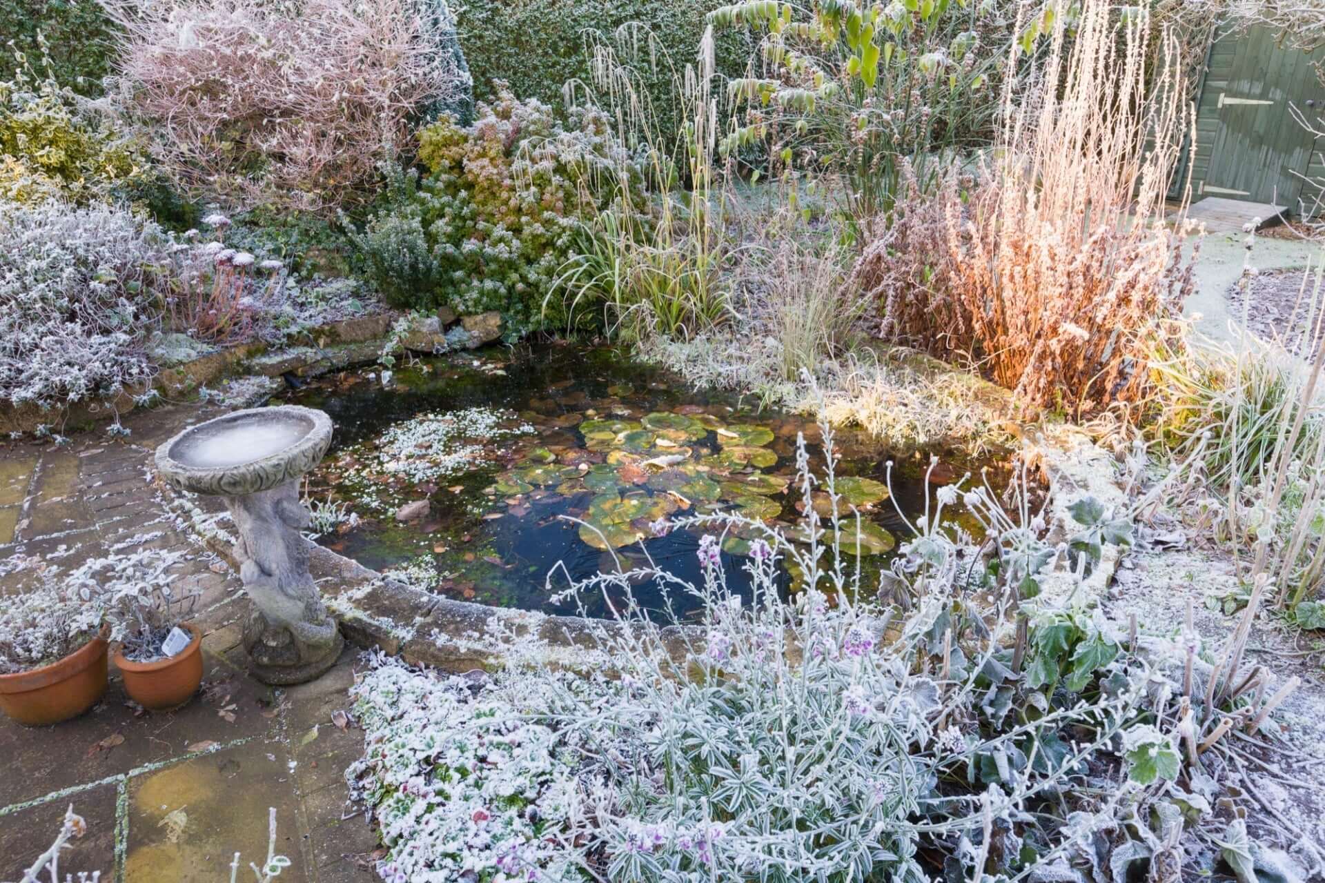 Essential Tips for Protecting Plants from a Freeze