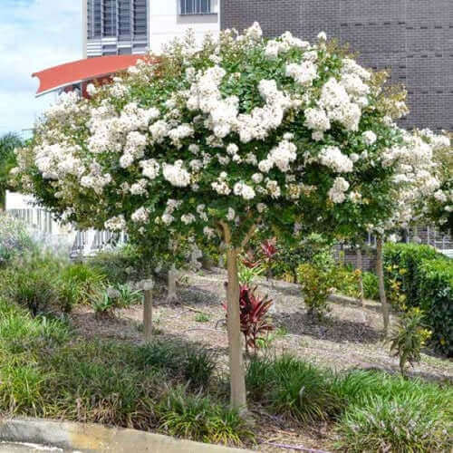 Natchez Crepe Myrtle - How to Grow - TN Nursery