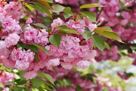 Kwanzan cherry tree cluster of delicate pink blossoms and green leaves