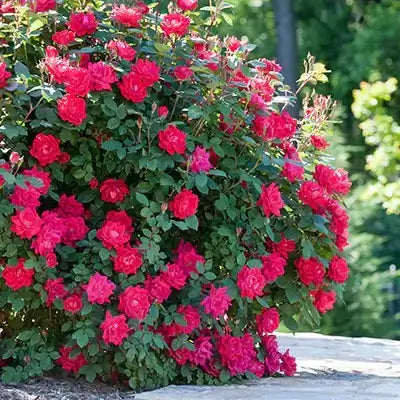 Captivating Shrubs - All About Them - TN Nursery