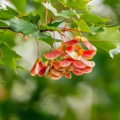 The Many Advantages Of Planting Maple Trees - TN Nursery