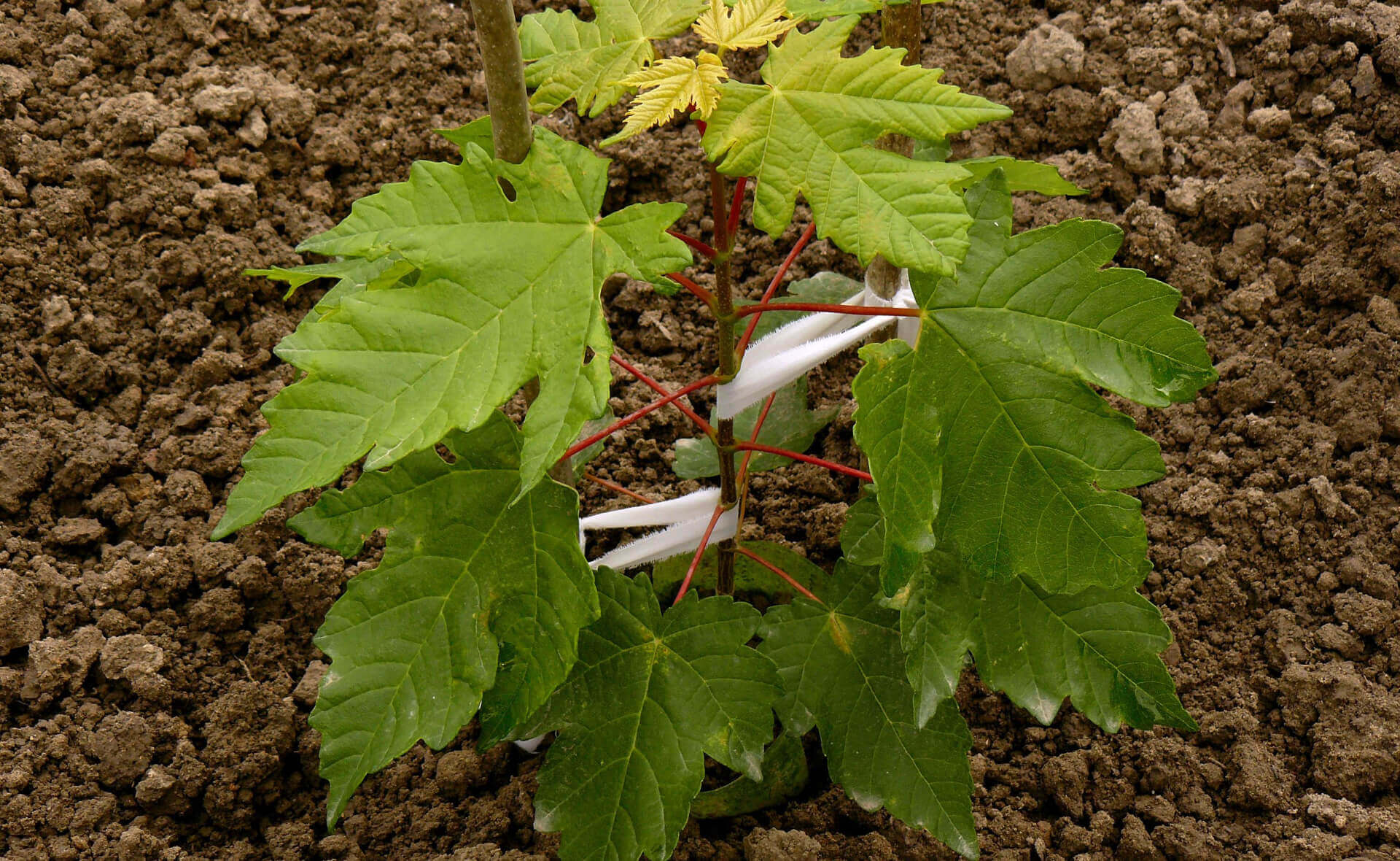 Grow Elegance from the Ground Up: Sugar Maple Trees Await Your Garden - TN Nursery