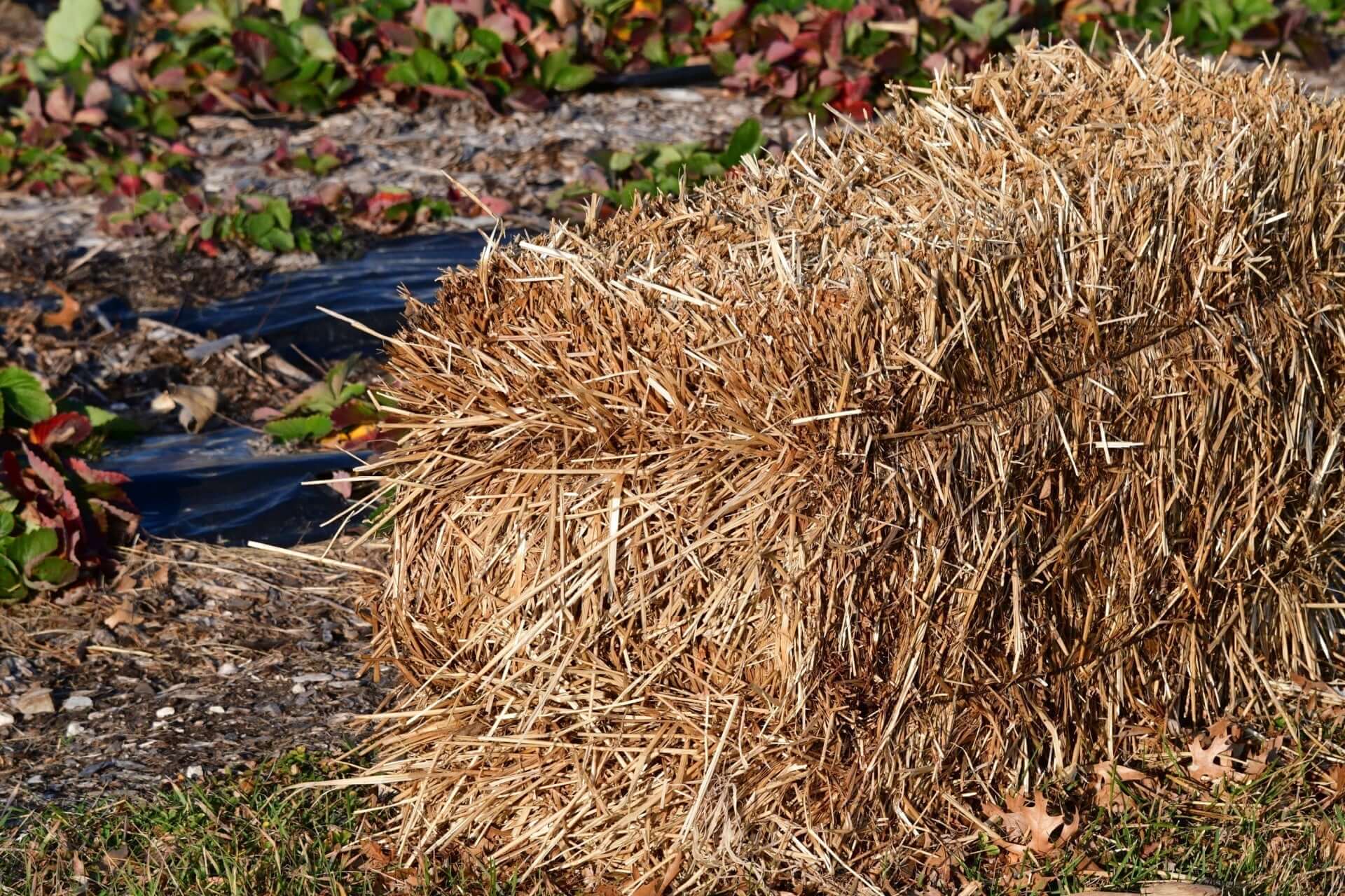 Hay Bale Gardening- Simple Steps for a Productive Garden