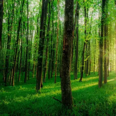 We Donate Plants - Tn Nursery - TN Nursery