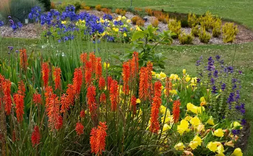 Perennials That Complement Fall Foliage - TN Nursery