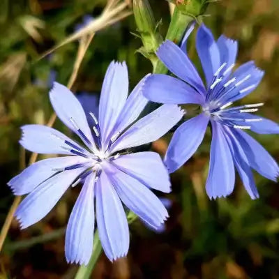 Vibrant blue chicory flowers with slender petals, drought-surviving plant