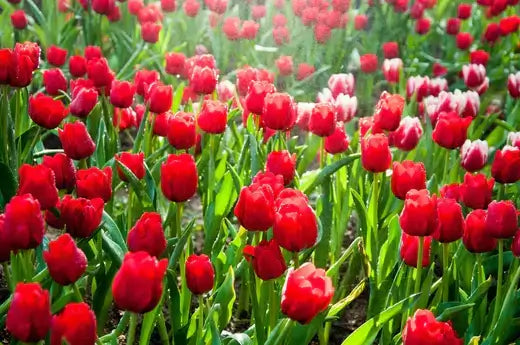 Vibrant red and white tulips with green stems in perennial field