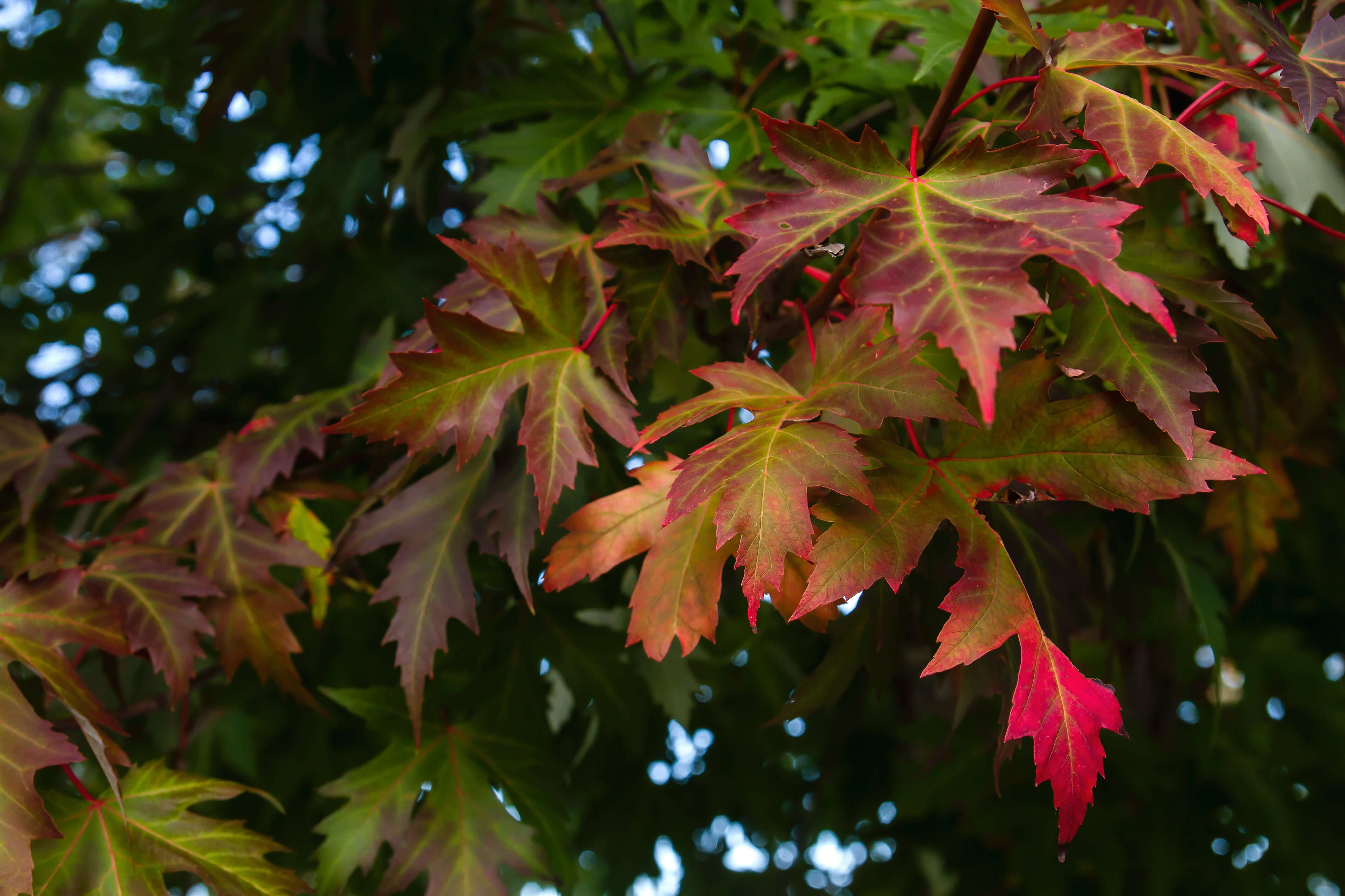 Oak Tree Leaves