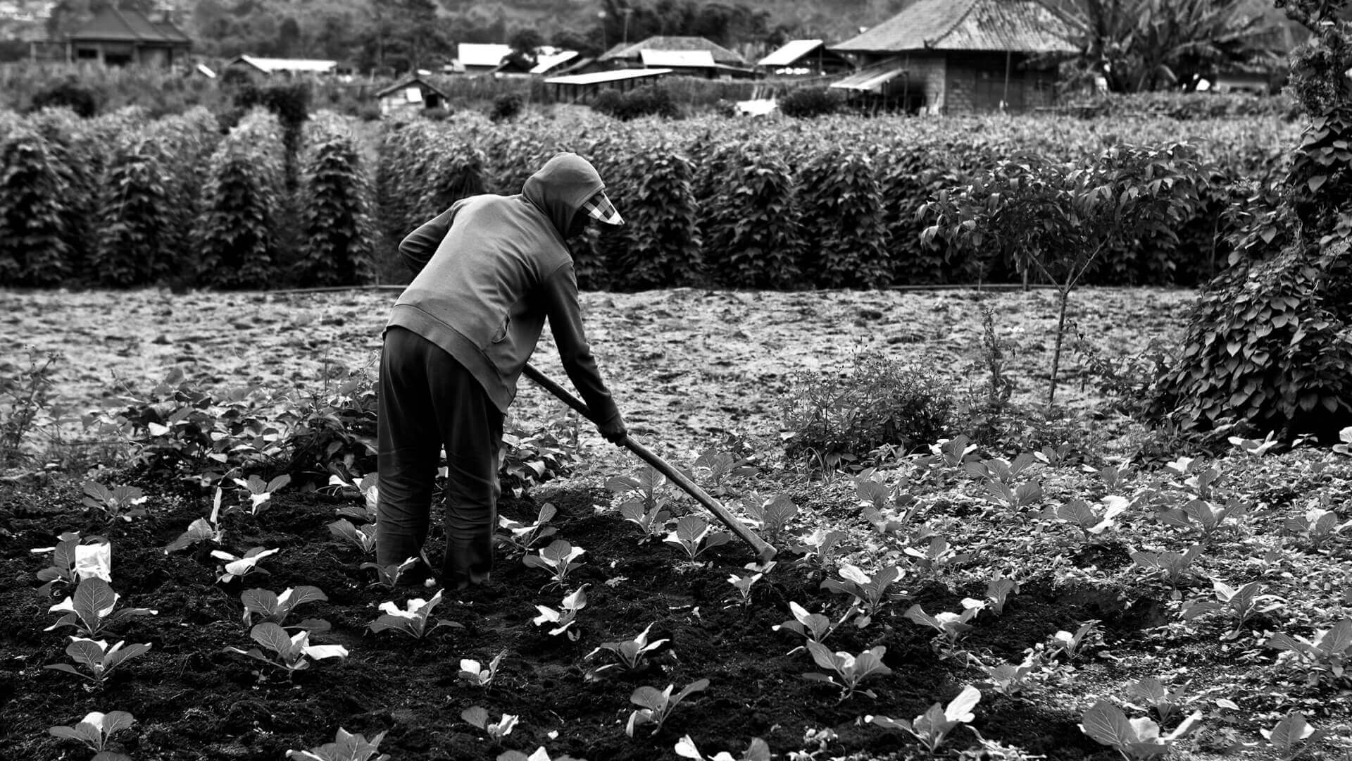 The Resilience of Gardens: How Gardens Helped People Survive in the Past - TN Nursery