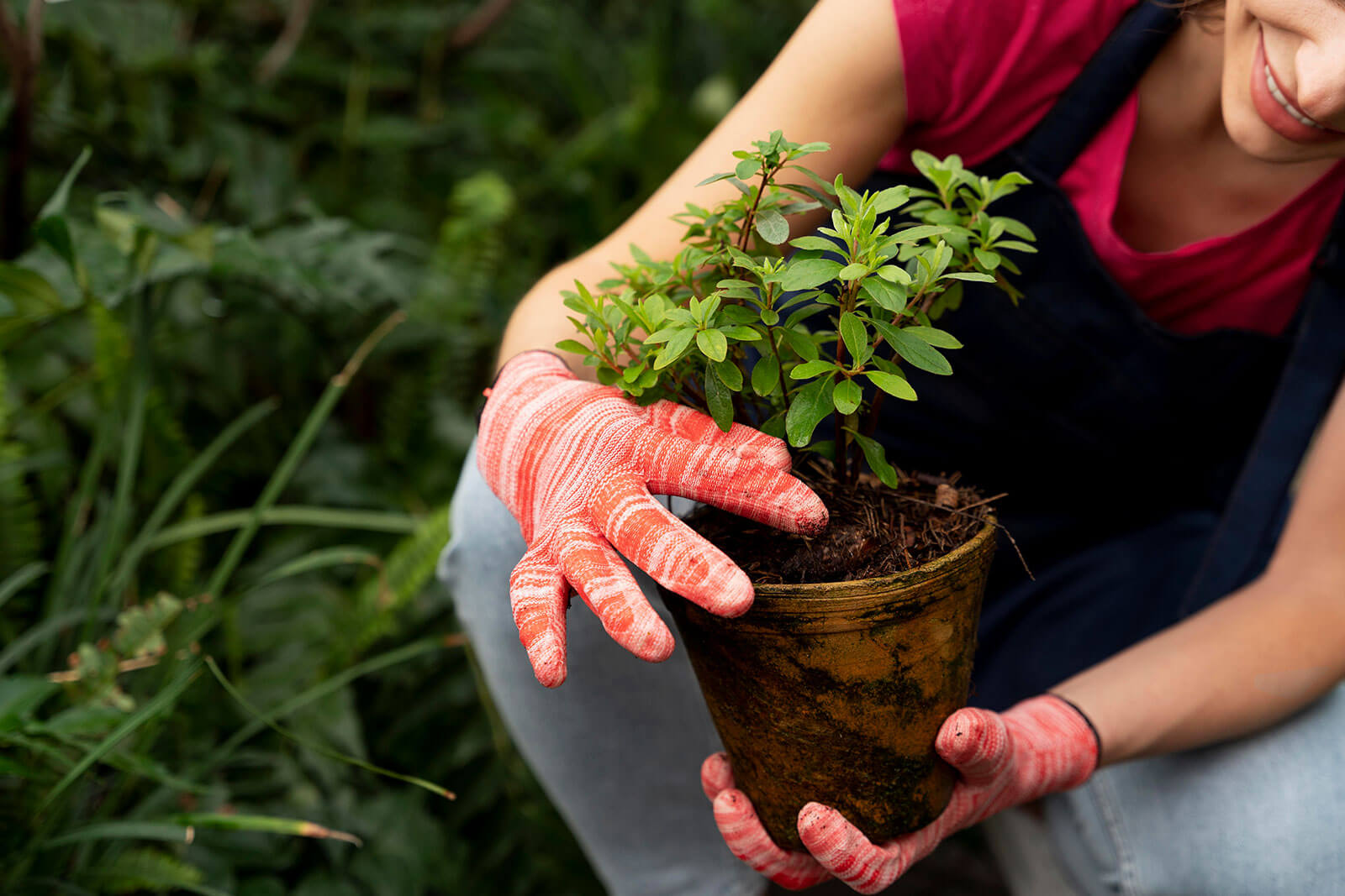 Spring Planting Plants: A Guide to a Thriving Garden
