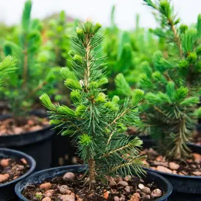 Vibrant green spruce pine tree seedling sapling in black pot with soil and pebbles