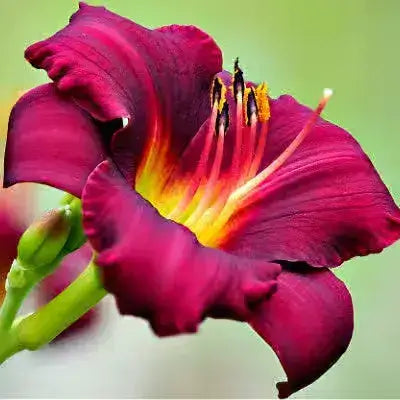 Vibrant deep magenta daylily with yellow center, best full sun plant in TN