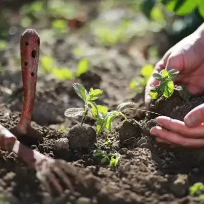 Red-handled trowel plants seedlings in soil, Tennessee Wholesale Nursery by Jon Aikens