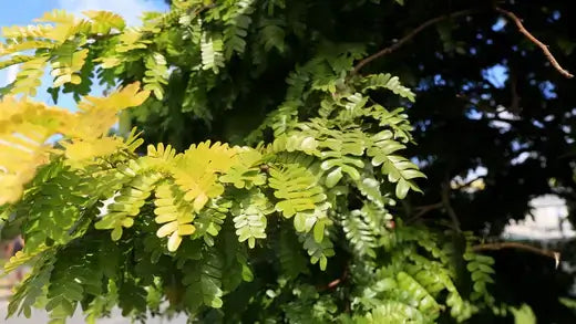 Using Native Trees in Landscaping | TN Nursery - TN Nursery