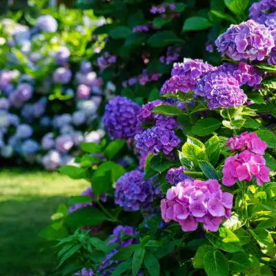 5 Best Plants to Liven Up Your Landscaping - TN Nursery