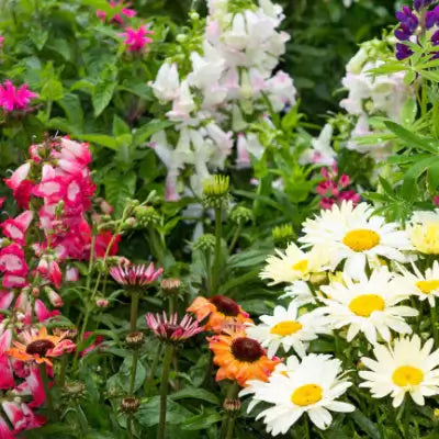 5 Early Spring Blooming Perennial Garden Favorites - TN Nursery