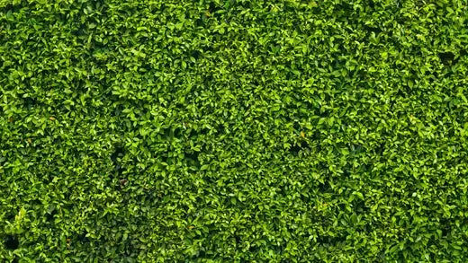 Gardening 2023: Textured Foilage - TN Nursery