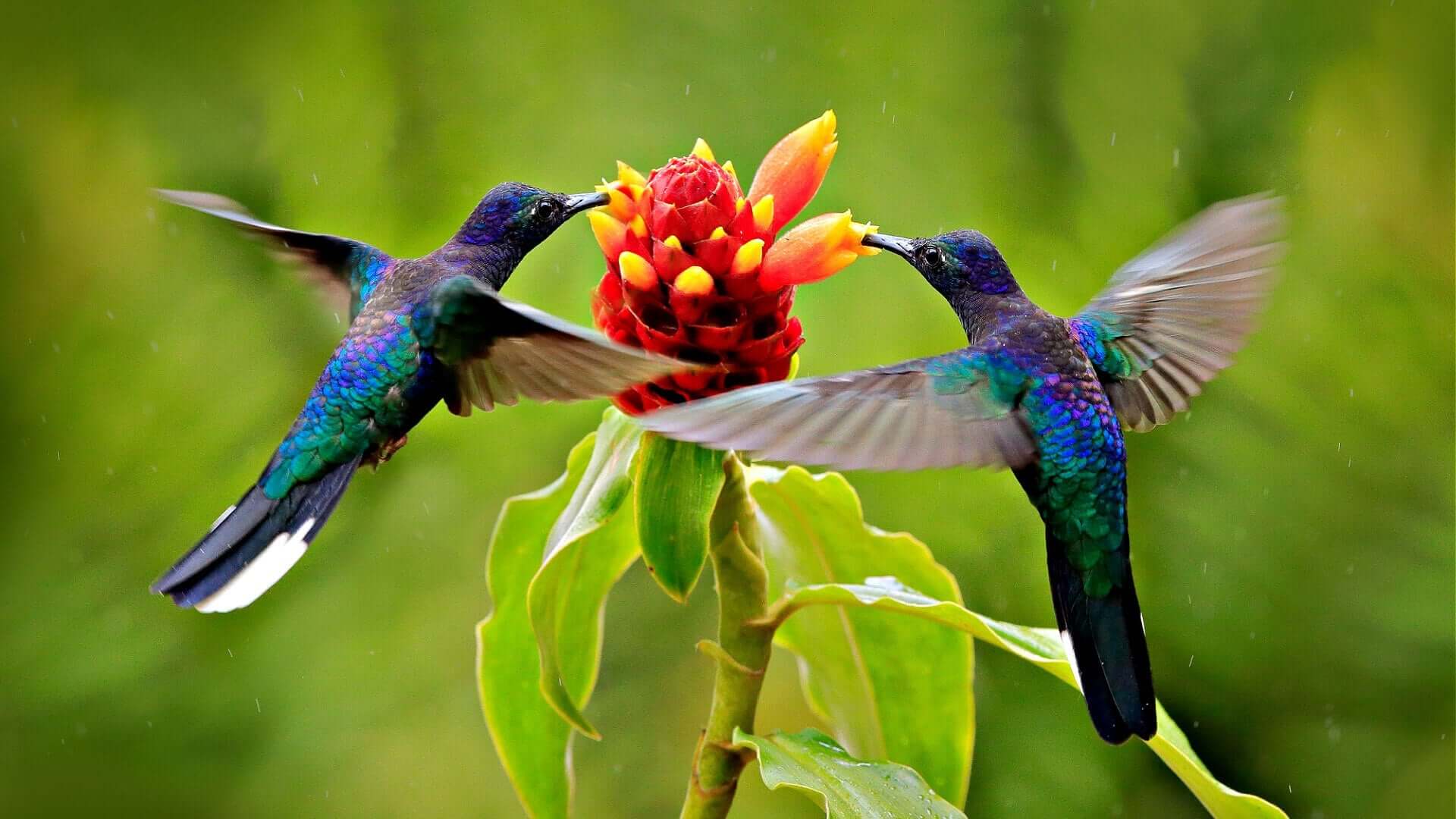 Landscaping with Native Plants: A Sanctuary for Wildlife Conservation - TN Nursery