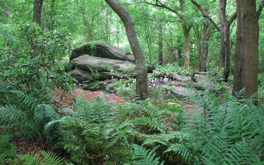 Native Fern Landscaping Collection - TN Nursery