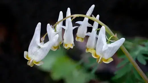 Delicate white bleeding heart flowers with yellow centers on green stem, Dutchman’s Breeches