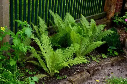 Lush green native ferns with feathery fronds in rewarding garden bed