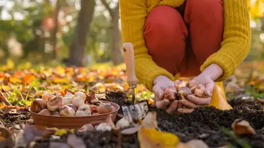 Fall Planting - TN Nursery