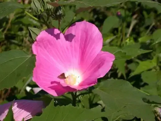 Vibrant pink Marsh hibiscus (Hibiscus grandiflorus) flower with ruffled petals