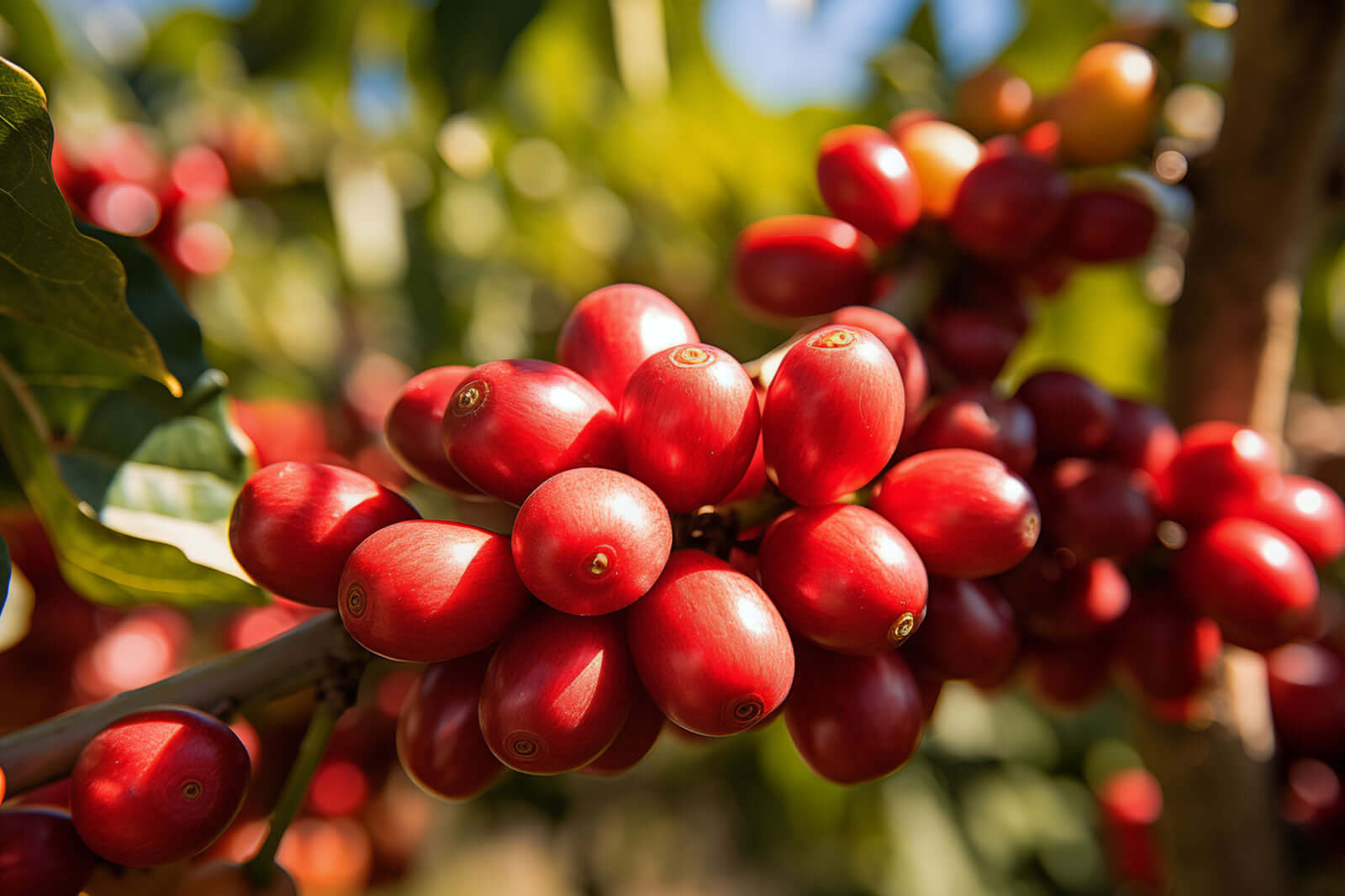 Planting Partridgeberry: Lush Ground Cover Made Easy - TN Nursery