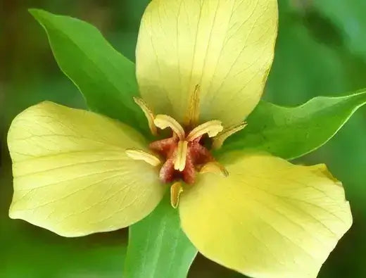 Yellow trillium flower with three broad petals and reddish-brown stamens