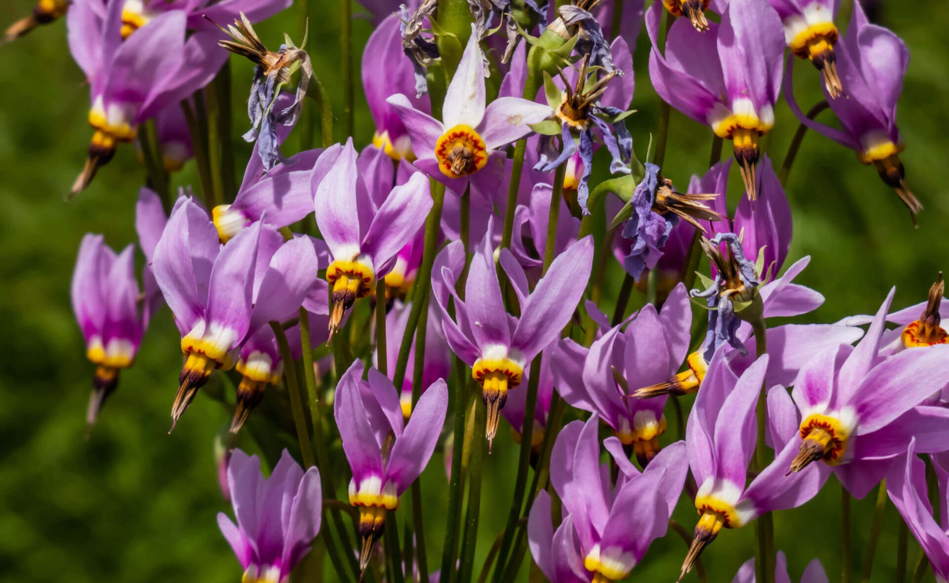 Exploring the Enigmatic World of Unique and Unusual Wildflowers - TN Nursery