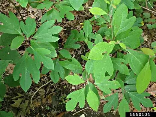 The Sassafras Tree - A Perfect Addition to Your Garden - TN Nursery
