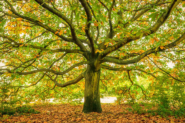 Majestic oak tree, keystone species, with gnarled trunk and vibrant leaves