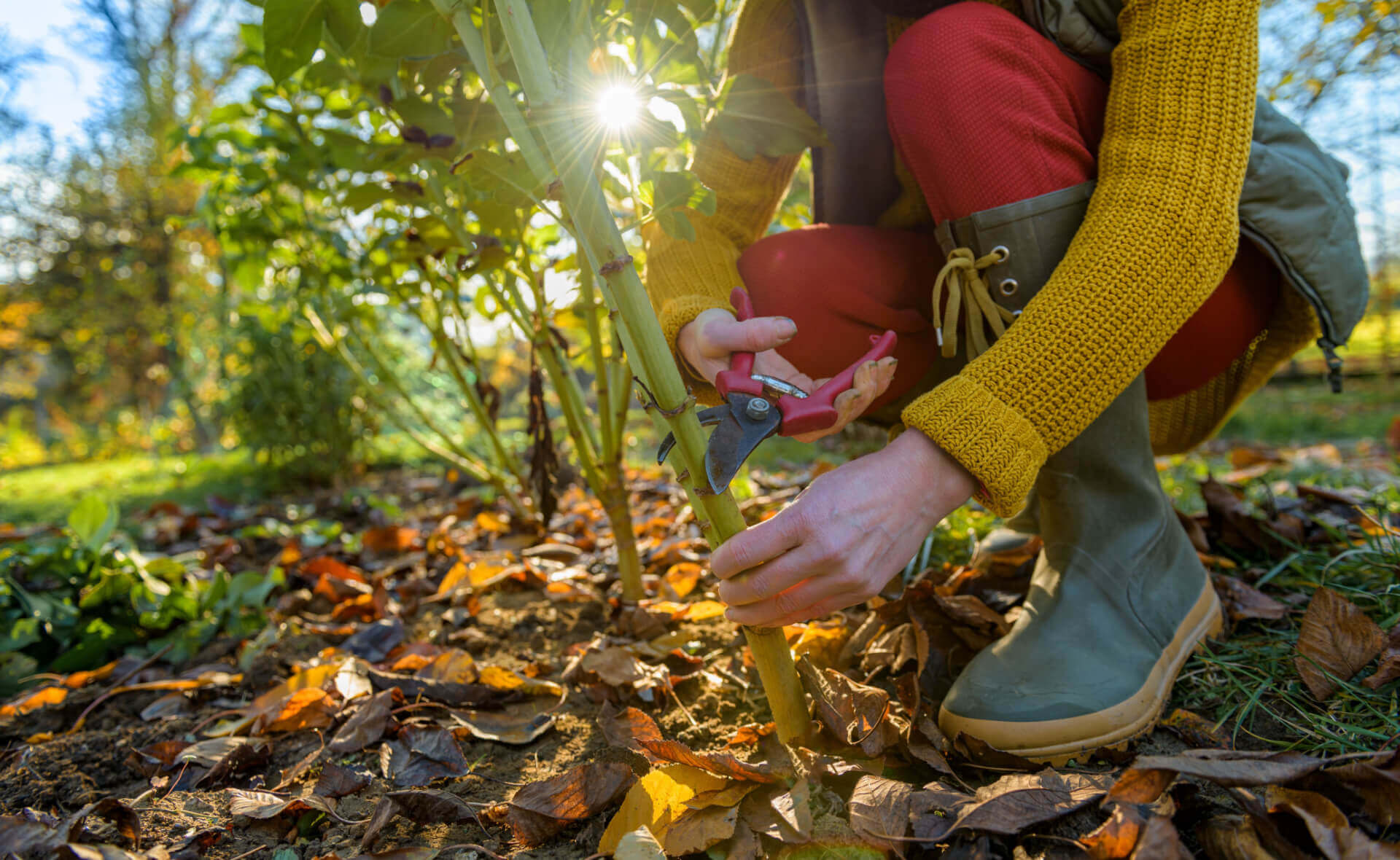 Autumn's Gentle Touch: Why Fall Planting Is Kinder to Young Plants - TN Nursery