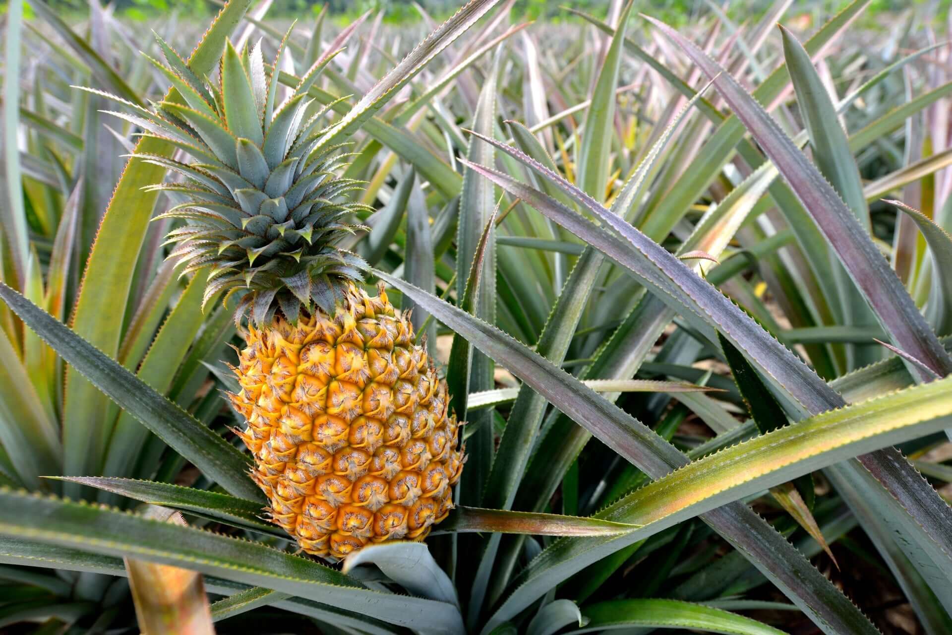 Ripe golden-yellow pineapple with spiky green crown in tropical garden field