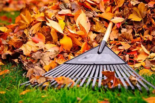 Black plastic leaf rake with wooden handle on autumn leaves pile