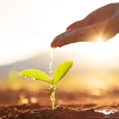 TN Nursery FAQ: delicate green sprout with leaves emerging from dark soil